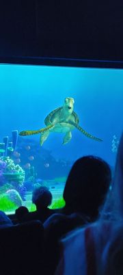 Turtle Talk with Crush by null