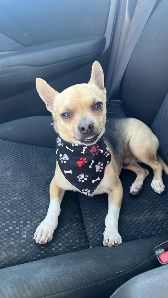 DOGGY WASH DOG Updated August 2024 9834 Dyer St, El Paso, Texas