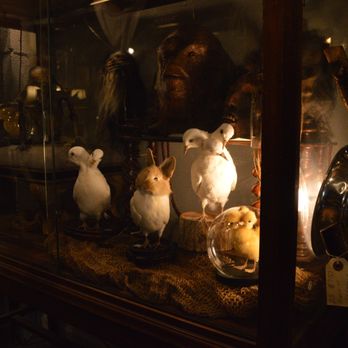 Curiosities - Antiques Near Me - Dallas, Texas