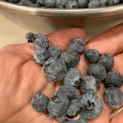 Organic U-Pick Blueberries-Grandma's - $4.50/ lbs. half are wrinkled