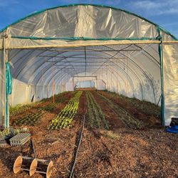 Live Oak Farm