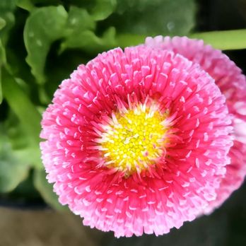 Art's Nurserys  - Nurseries & Gardening Near Me - Surrey, British Columbia