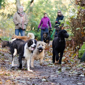 Run Spot Run - Dog Walkers Near Me - Vancouver, British Columbia Run Spot Run - Dog Walkers Near Me - Vancouver, British Columbia