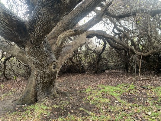 Aransas National Wildlife Refuge by null