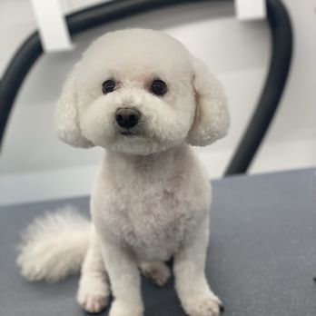 Gia Styles Grooming - Pet Groomers Near Me - Alexandria, Virginia