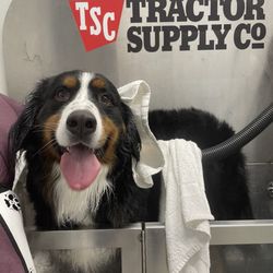 My Berner enjoying his bath