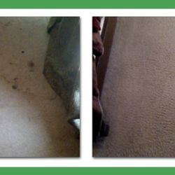 Elite Green Carpet Cleaning