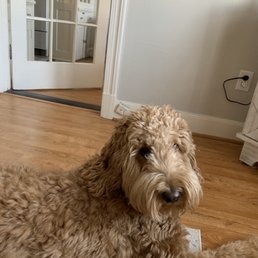3 days before his haircut (beard was clearly not matted yet it was completely shaved off)