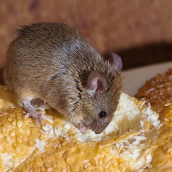Expert Exterminating - Pest Control Near Me - New York, New York