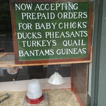 Adams C L Co - For all your baby chicks and ducks needs - Home & Garden Near Me - Woodbury, Connecticut Adams C L Co - For all your baby chicks and ducks needs - Home & Garden Near Me - Woodbury, Connecticut