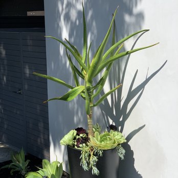 Barcelona Outdoors LLC - a plant in a black pot - Landscaping Near Me Barcelona Outdoors LLC - a plant in a black pot - Landscaping Near Me