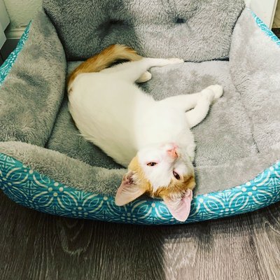 aloha affordable veterinary