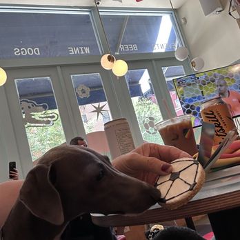 Boris & Horton - Dogba eating a dog treat - Cafes Near Me - New York, New York