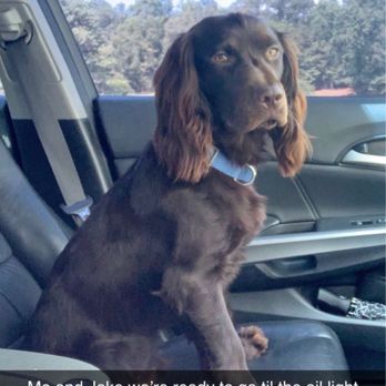 Langford Land Surveying - Dog cute - Land Surveying Near Me - Landrum, South Carolina Langford Land Surveying - Dog cute - Land Surveying Near Me - Landrum, South Carolina