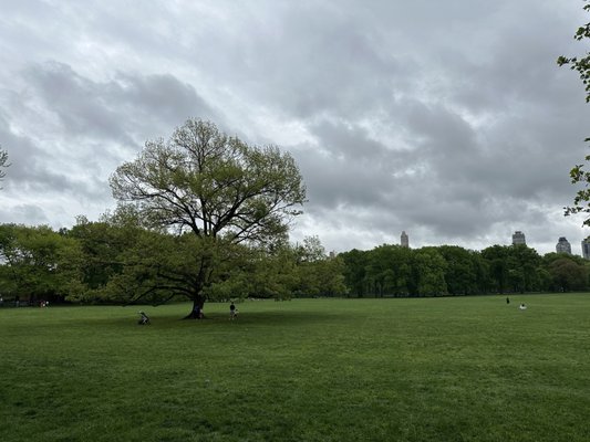 Sheep Meadow by null