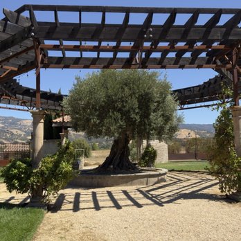Dancing Crow Vineyards - 8/30/2026:  Dancing Crow Vineyards' gorgeous olive tree! - Wineries Near Me - Hopland, California