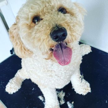 Pet Center Mobile - Pet Groomers Near Me Pet Center Mobile - Pet Groomers Near Me