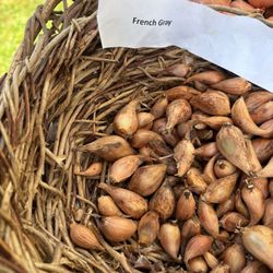 West Tisbury Farmer's Market - Delicious shallots