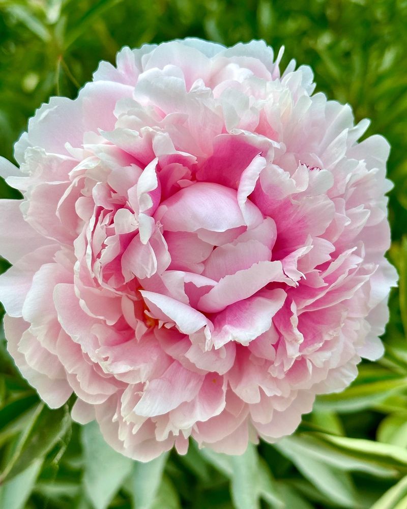 Social spots from Nichols Arboretum