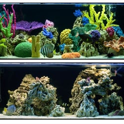 EverClear Aquatics - Before & After Aquascape Utilizing Synthetic Coral Decor