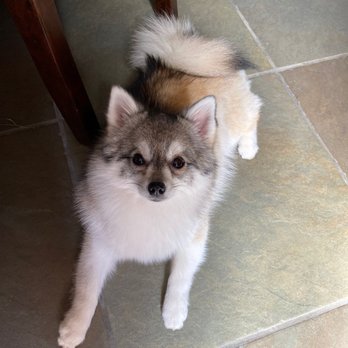 Pure Grooming - Pet Groomers Near Me - Poway, California Pure Grooming - Pet Groomers Near Me - Poway, California
