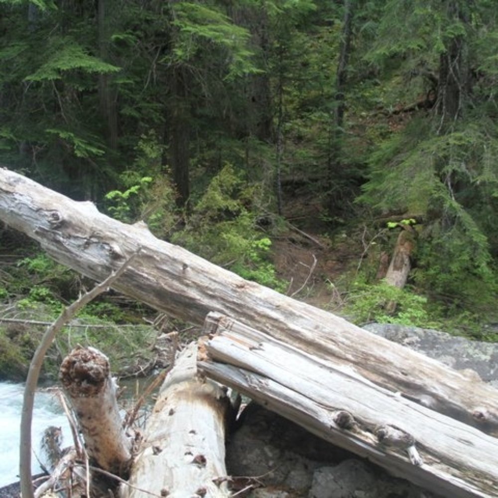 Lake Kachess Campground - Secret Log crossing June 25th, 2011 - Campgrounds Near Me - Easton, Washington Lake Kachess Campground - Secret Log crossing June 25th, 2011 - Campgrounds Near Me - Easton, Washington