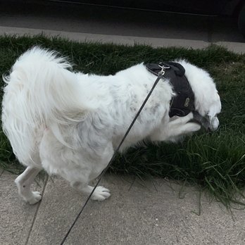 Ruff House - Bear3 - Pet Training Near Me - Orem, Utah