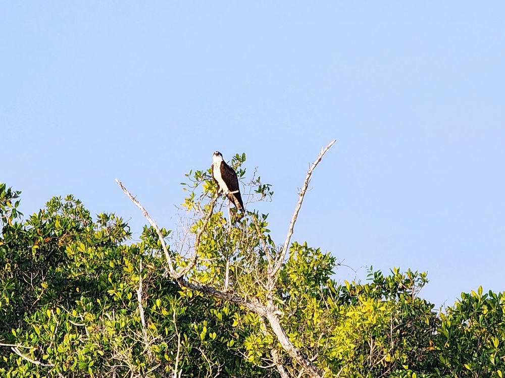 Jenny's Eco Everglades Wilderness Tours Logo
