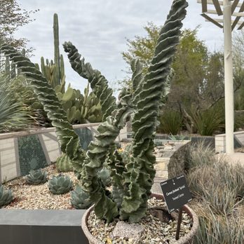 Desert Botanical Garden - Twisted cacti - Botanical Gardens Near Me - Phoenix, Arizona Desert Botanical Garden - Twisted cacti - Botanical Gardens Near Me - Phoenix, Arizona