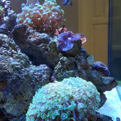 Nelson N Lopez, DO - Lopez Eye Institute - Beautiful aquarium