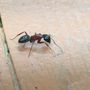 Photo of Pest Stop