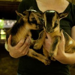 Wish We Had Acres - Mary and Mildred - born April 2017