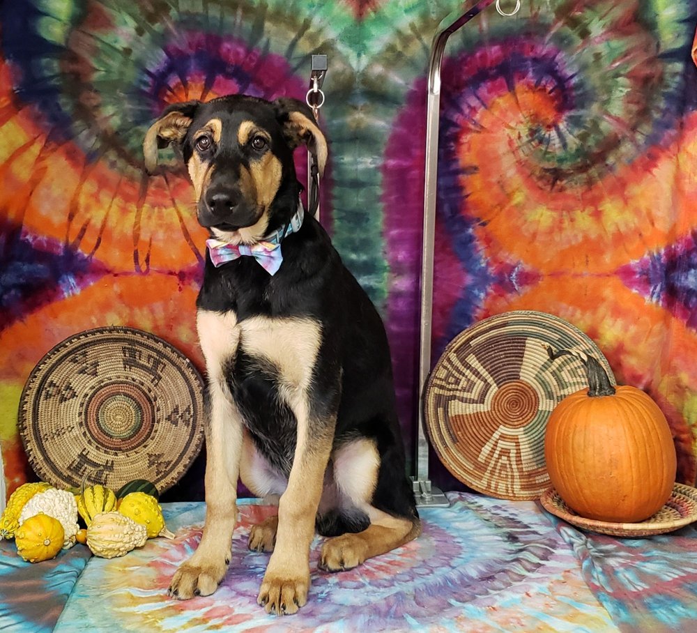 HIPPIES HOUNDS GROOMING SALON Updated September 2024 54 Photos