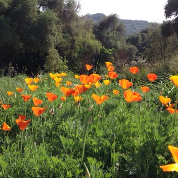 Shipley Nature Center - Shipley Nature Center: California poppies in May 2014 - Community Service/Non-Profit Near Me - Huntington Beach, California Shipley Nature Center - Shipley Nature Center: California poppies in May 2014 - Community Service/Non-Profit Near Me - Huntington Beach, California
