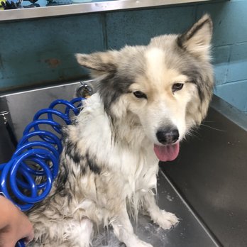 Go Go Spa - Kilo being a good boy! - Pet Groomers Near Me - Rosemead, California Go Go Spa - Kilo being a good boy! - Pet Groomers Near Me - Rosemead, California