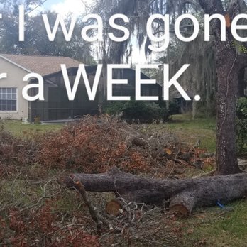 Tree Tops Tree Service - Tree Services Near Me - Davenport, Florida
