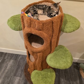 Nabi Cat Cafe - Themed Cafes Near Me - Santa Clara, California Nabi Cat Cafe - Themed Cafes Near Me - Santa Clara, California