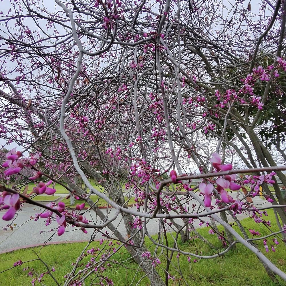 Magic Mountain Playground - Nature! - Parks Near Me - San Mateo, California