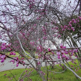 Magic Mountain Playground - Nature! - Parks Near Me - San Mateo, California