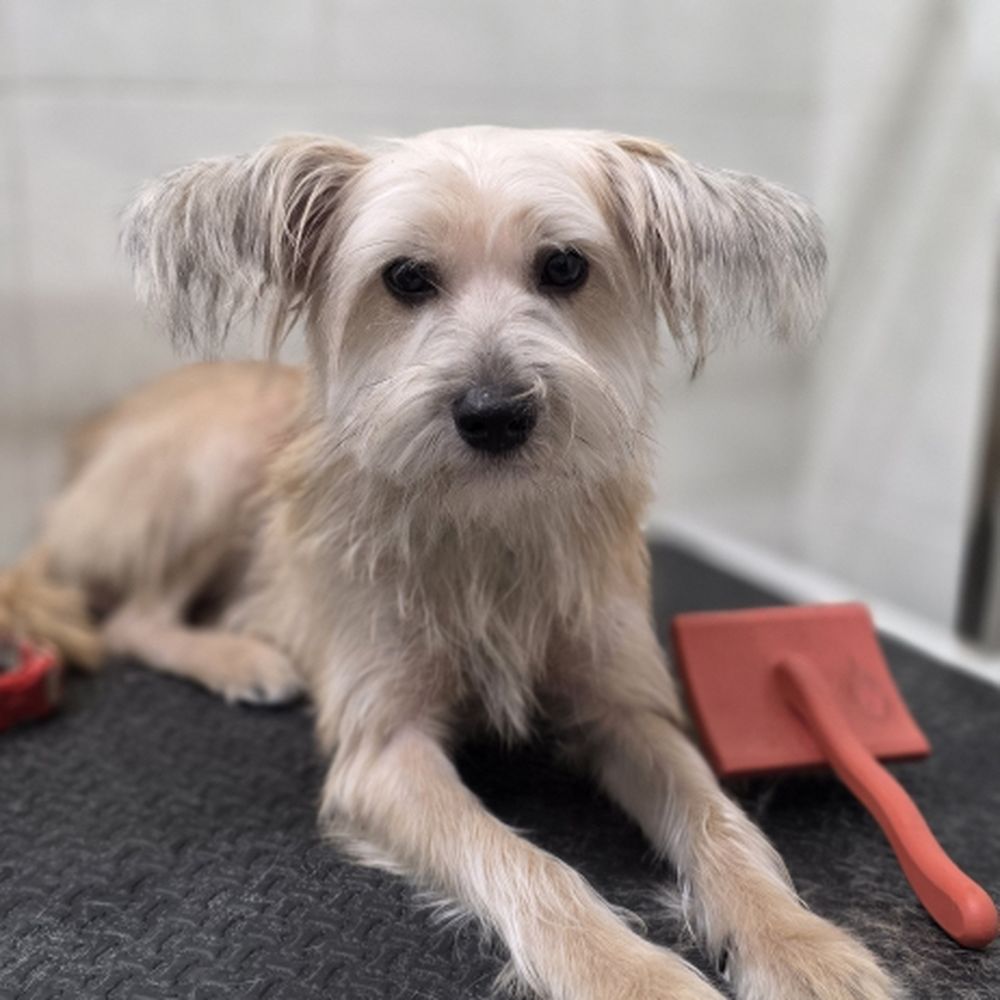 Solano Spca Vacaville, CA - Last Updated January 2026 - Yelp