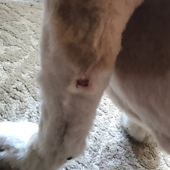 Puppy love ll - The chunk of skin they took out of his leg - Pet Groomers Near Me - Corsicana, Texas