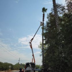 Galvan Tree Services