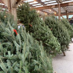 Christmas trees! A yearly tradition.
