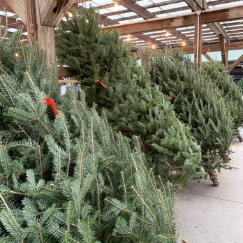 Burger Farm & Garden Center - Christmas trees! A yearly tradition. - Nurseries & Gardening Near Me - Cincinnati, Ohio