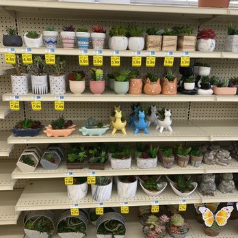 Rite Aid - Cute plants! - Drugstores Near Me - Goleta, California