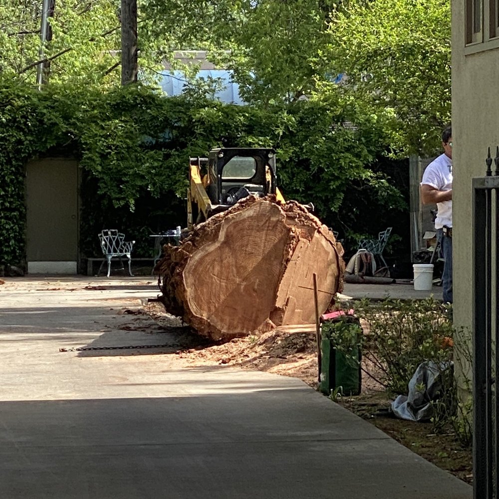 McMillan Tree Services - Big boy. - Tree Services Near Me - Chico, California McMillan Tree Services - Big boy. - Tree Services Near Me - Chico, California