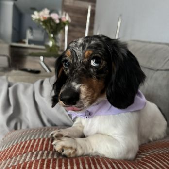 Mobile Doki's Grooming - Pet Groomers Near Me - Miami, Florida Mobile Doki's Grooming - Pet Groomers Near Me - Miami, Florida