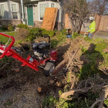Freedom Tree Trimming Services - Boxwood hedge removal including stump - Tree Services Near Me - San Jose, California Freedom Tree Trimming Services - Boxwood hedge removal including stump - Tree Services Near Me - San Jose, California