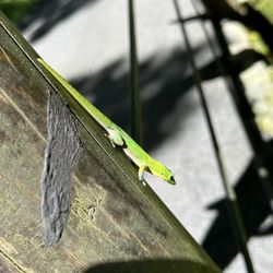 Hawaii Tropical Botanical Garden - August 27, 2023