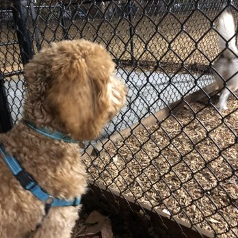 The Pup School - Golden Doodles are great dogs, but everyone needs to learn proper socialization skills! - Pet Training Near Me The Pup School - Golden Doodles are great dogs, but everyone needs to learn proper socialization skills! - Pet Training Near Me